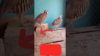 #allbirdslover #simba #viral #subscribe #birds