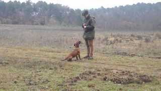 young  Hannover'scher Schweisshund female on first training lesson