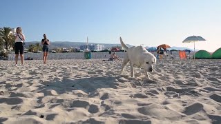 守護保育類赤蠵龜沙灘產卵地 義大利訓練嗅探犬至海岸巡邏｜20240811 全球現場漫遊天下