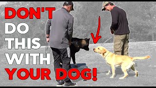 The Right Way to Introduce Dogs and Control Excitement
