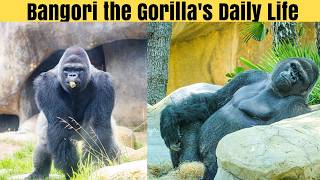 Bangori's Daily Life: A Day in the Life of a Western Lowland Gorilla