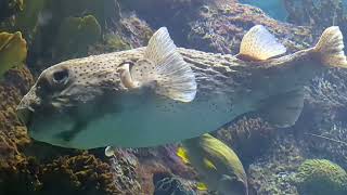 Spot Fin Porcupinefish Rests Against Glass