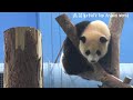 yuanyuan immediately turned around and ate yuanbao s bamboo shoots after the class.