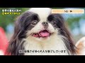 世界に誇る日本の犬top10【解説】