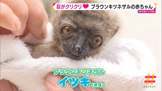 目がクリクリ！　ブラウンキツネザルの赤ちゃん　（静岡県）