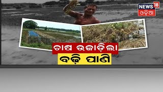 Odisha Floods News I କେନ୍ଦ୍ରାପଡ଼ା ଓ ନୟାଗଡ଼ରେ ଶହଶହ ଏକର ପନିପରିବା ଓ ଧାନ ଫସଲ ନଷ୍ଟ