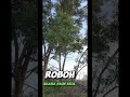 POHON AKASIA DAUN KECIL ROBOH