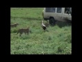 the lion lady video cheetahs vs stork see who wins