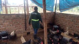 Your success is our happiness in local chicken breed