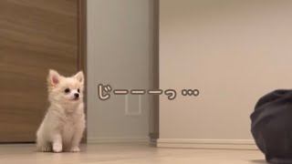 「まて」の練習をがんばるぽんちゃん