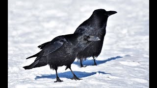 Winter Spotlight - Talking About Ravens