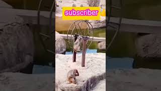 koti monkey 🐒🐵🙊 Frank funny video