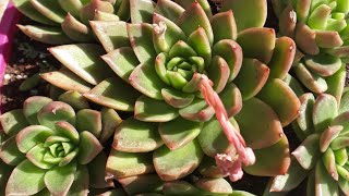 Echeveria Agavoides / Sukulent gençleştirme / Sukulent köklerinde nematod oluşumu