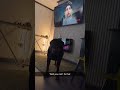 My dog destroying my home #rottweiler #uk #rottweilerpuppy #funny