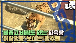 맹수의 '이상 행동' 사육 환경 탓?/대전MBC