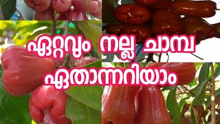 ഏറ്റവും നല്ല രണ്ടിനം ചാമ്പകളെ പരി ചയപ്പെടാം#Fruitfarm visiting#Tips and tricks My garden byMubashira