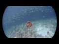 Titan triggerfish attack Maldives