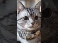 マズルがピクピク動く猫　 shorts　 マズル　 髭