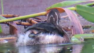 カイツブリ_167_幼鳥_2024.7.13.多摩川_Little Grebe_4K