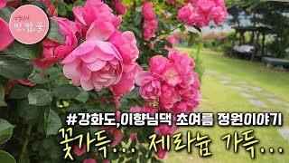 제라늄,을 사랑하는 베짱이 이향 님의 초여름 정원이야기