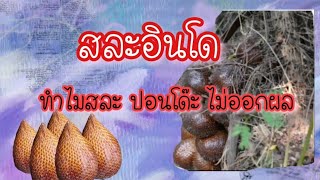 สละอินโด ทำไมสละปอนโด๊ะ( salak pondok)ไม่ออกผล