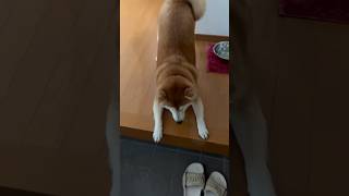 柴犬福 母出迎えの時水飲む柴犬🤣Mother's boy🤣#shorts #funny #funnydog #dogshorts #shiba #柴犬 #시바견