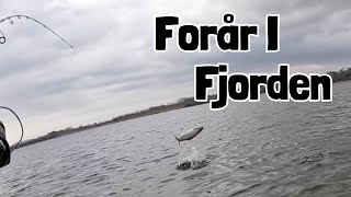 Forår I Fjorden: Masser Af Liv + En Overraskelse!