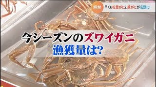 解禁　松葉がに早くも店頭に！今シーズンも大型が多い！？