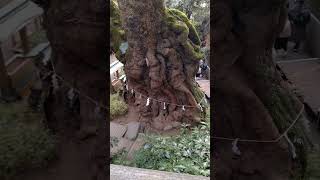 熱海温泉旅行記　來宮神社