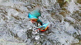 【野鳥撮影】カワセミ水中バトル再構成　2020/08/23