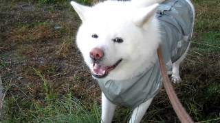 【秋田犬げんき】カッパの着心地が悪いので帰ります【akita dog】