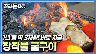 바닷물이 쭉 빠지면 드러나는 장흥 바다의 꿀🍯 먼저 잡는 사람이 임자! 마을 사람들 모두 나와 석화 채취에 나선 날 │한국기행│#골라듄다큐