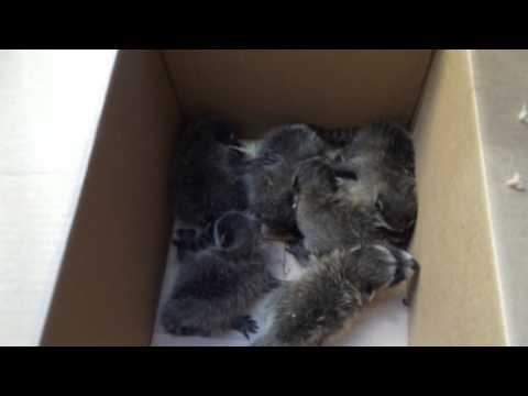 Baby Raccoons because why not? Baby Raccoons because why not?