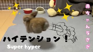 #131【ふわふわ赤ちゃん】うさぎの赤ちゃんがおおはしゃぎ！？　部屋んポデビュー 生後1か月のアメリカンファジーロップイヤー　～he is hyperactive baby ～