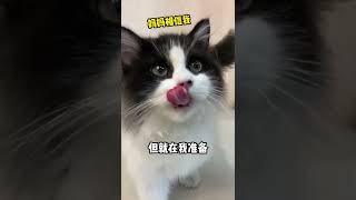 多亏我的猫帮我避开了危险   #養貓 #寵物吃播 #抖音 #花生毛豆