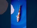 DOITSU POLKADOT SANKE KOI FISH || BEAUTIFUl KOI || SIZE 34 CM #shorts