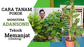 Cara Tanam Monstera Adansonii Teknik Memanjat(Climbing)