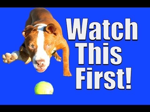 New Dog? Watch This FIRST! New Dog? Watch This FIRST!