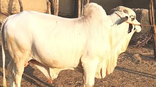 Aziz Cattle Farm and Palai Center Hashilpur