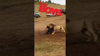 Lion vs Lioness Hunting - The Boys Meme। Facts Phylum #lion #shorts #sho