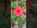 hibiskus güllərinin satışı