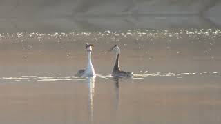 J0314　大分川　首を長く伸ばす　カンムリカイツブリ2羽　Oita River　Stretching its neck　2 great crested grebes