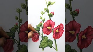 무궁화 같지만 접시꽃이에요 | Hollyhock Flower Drawing | 접시꽃 색연필 꽃그림