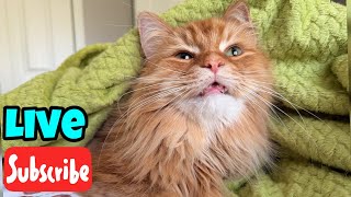 Whisker Wednesday - Live Stream