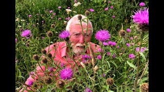 Black or Common Knapweed with John Feehan in August, Wildflowers of Offaly series