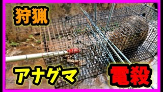 【狩猟】アナグマ、止め刺し、電殺、血抜き