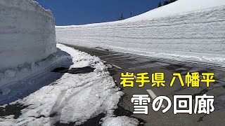 2021年4月 岩手県八幡平ドラゴンロード（アスピーテライン）雪の回廊