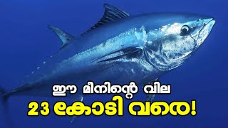 23 കോടി വിലയുള്ള മീൻ |  Atlantic bluefin tuna | World's Costliest fish   | Kalakaumudi Online