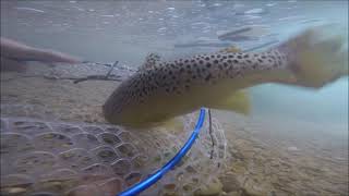 BIG TROUT! La guardiana della pozza - la trota più grossa della stagione