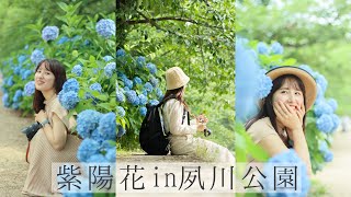 【西宮】夙川の紫陽花ミニvlog💠🌸 　　濃い水色がかわいい梅雨のお手軽スポット🌧 ［4K］